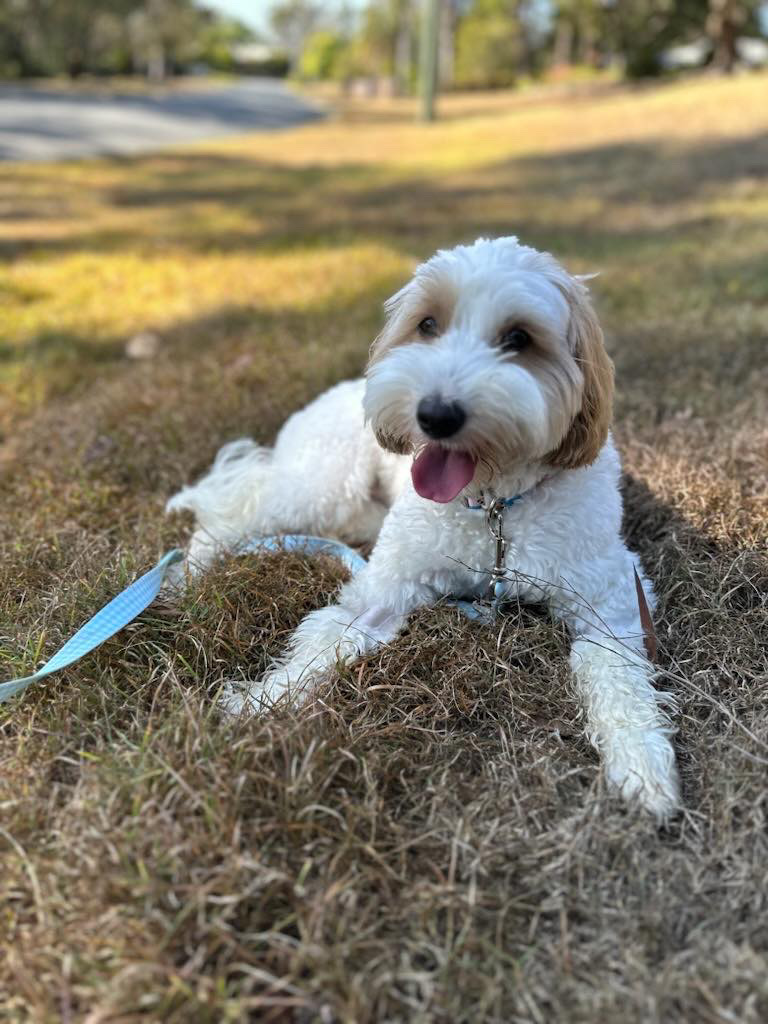 Fur Therapy Australia | Eucalyptus Dr, Banora Point NSW 2486, Australia | Phone: 0418 976 971
