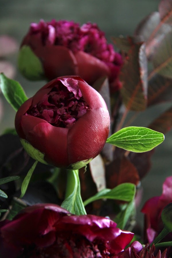 Peonies and Perennials | 17 Dalwood Rd, Nook TAS 7306, Australia | Phone: 0459 496 172