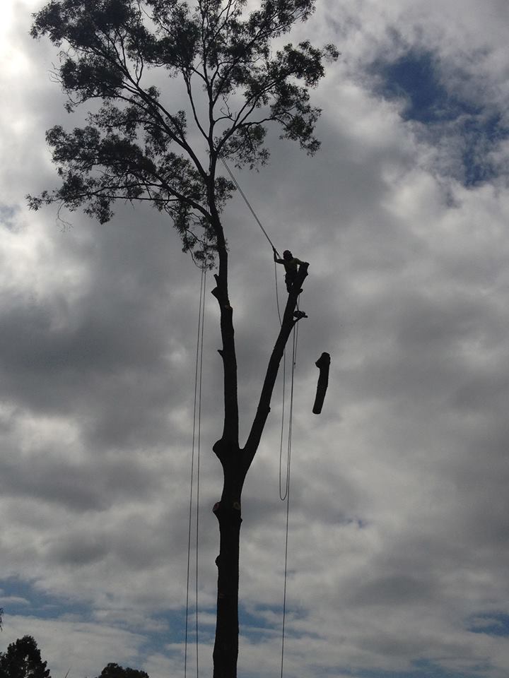 Rhino Trees |  | Nathan Valley Rd, Mount Nathan QLD 4211, Australia | 0417475479 OR +61 417 475 479