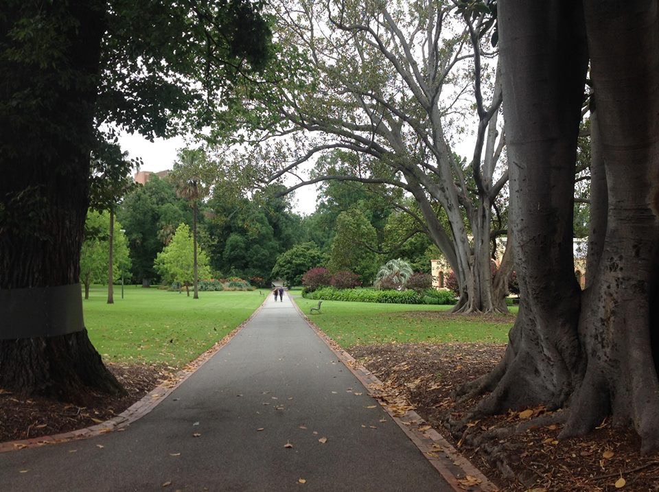 Plane Tree Walk | park | 230-298 Wellington Parade, East Melbourne VIC 3002, Australia