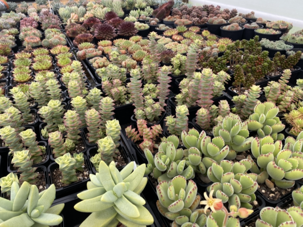 East Gippsland Succulents | Colquhoun Rd, Lakes Entrance VIC 3909, Australia | Phone: 0418 715 748