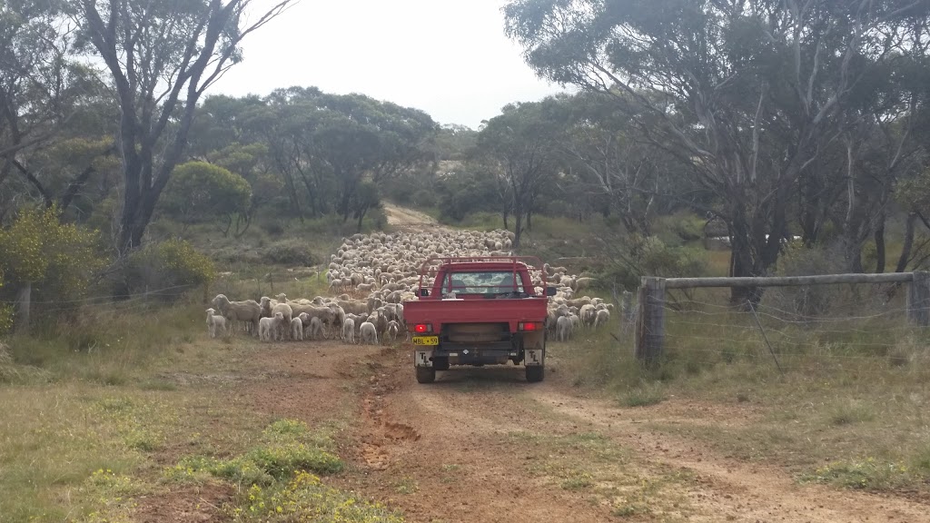 Boxwood Hill Roadhouse | cafe | LOT 4 Grevillea Dr, Boxwood Hill WA 6338, Australia | 0439087253 OR +61 439 087 253