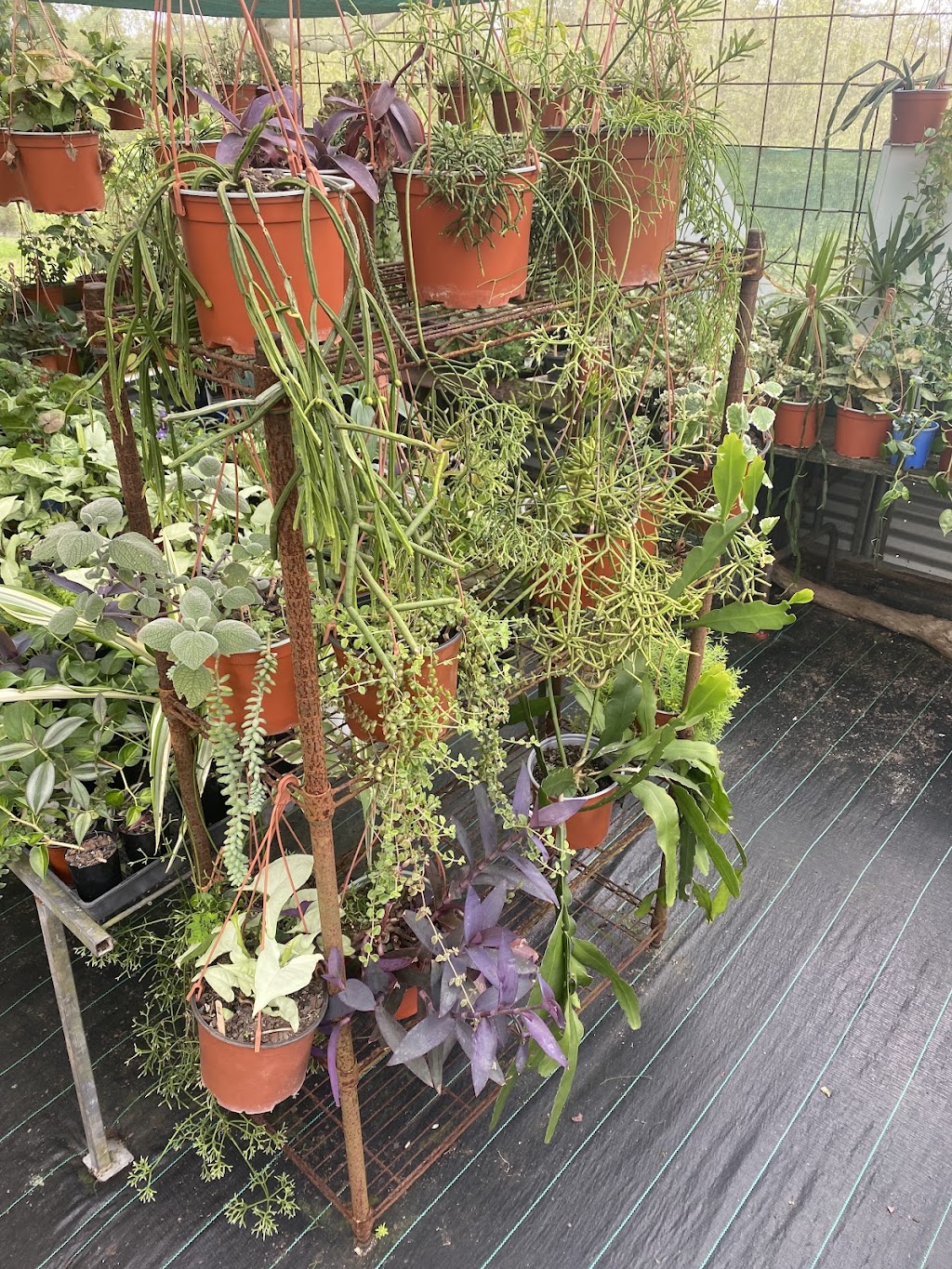 Issies Succulents | 2340 Old Gympie Rd, Glass House Mountains QLD 4518, Australia | Phone: 0408 451 654