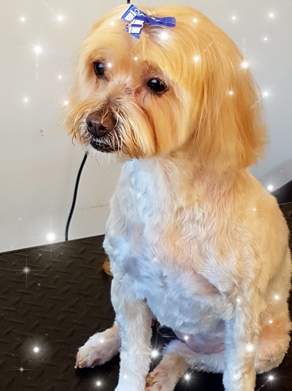 Scissor N Strip Canine Grooming Salon |  | Shop 1/2 Stradbroke St, Rockville QLD 4350, Australia | 0424617149 OR +61 424 617 149