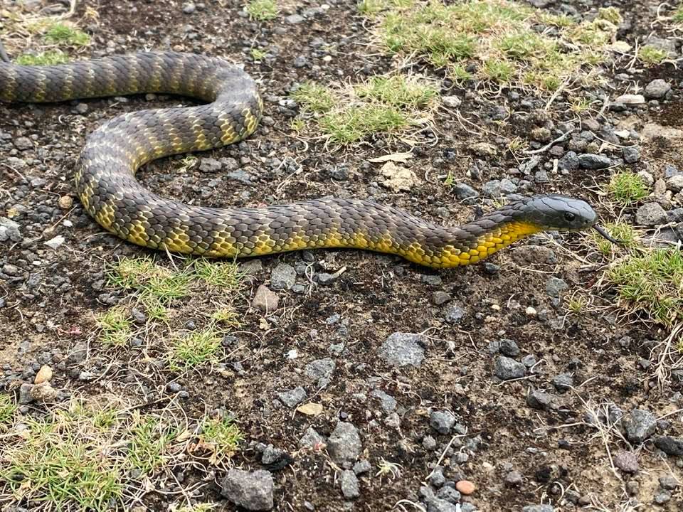 Stewy The Snake Catcher | 278 Ballan Rd, Wyndham Vale VIC 3024, Australia | Phone: 0413 277 588