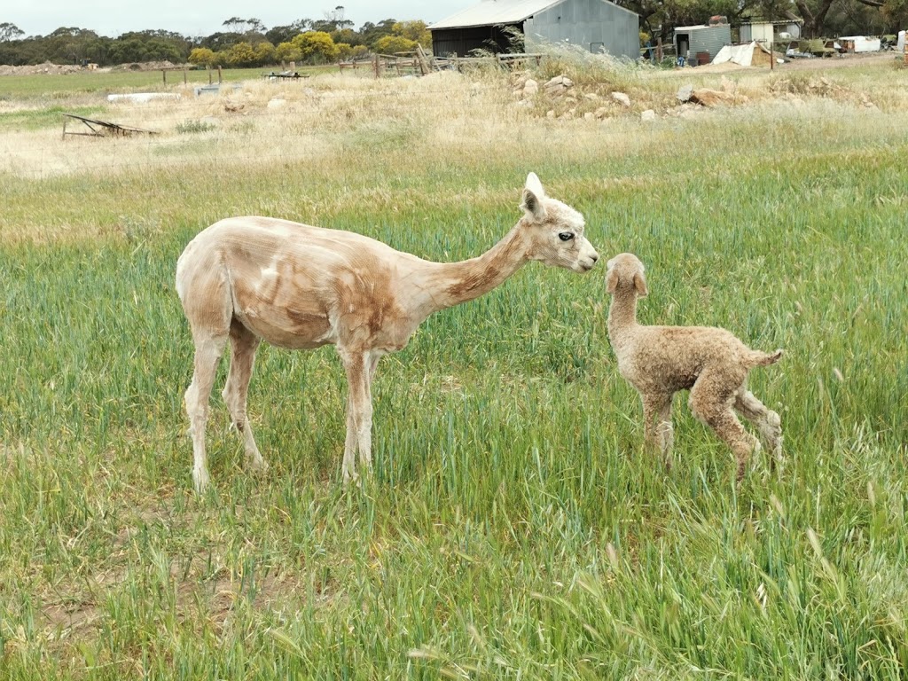 Alpacas Chaparral |  | 20027 Spencer Hwy, Minlaton SA 5575, Australia | 0418818655 OR +61 418 818 655