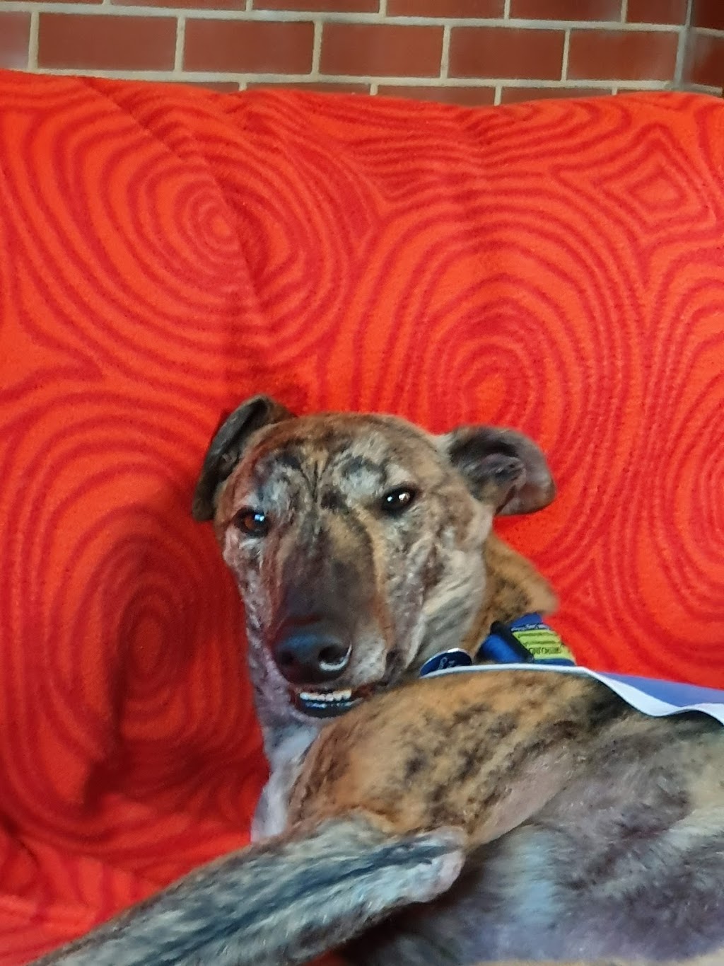 Greyhounds As Pets SA |  | 55 Cardigan St, Angle Park SA 5010, Australia | 0882437124 OR +61 8 8243 7124