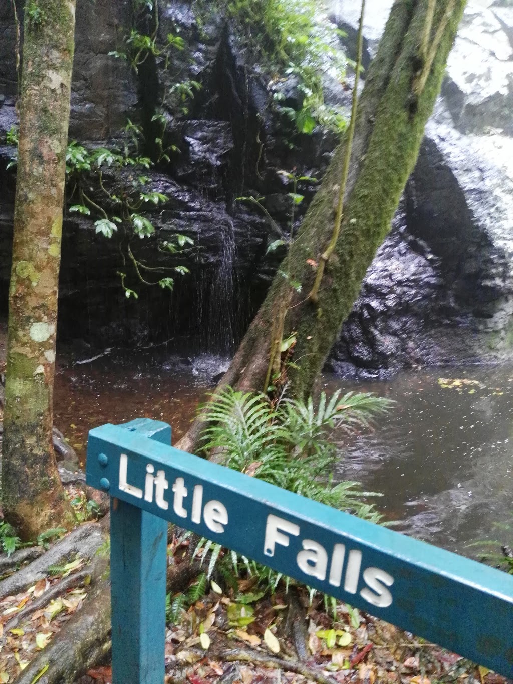 Dandabah camping area, Bunya Mountains National Park | park | Bunya Ave, Bunya Mountains QLD 4405, Australia