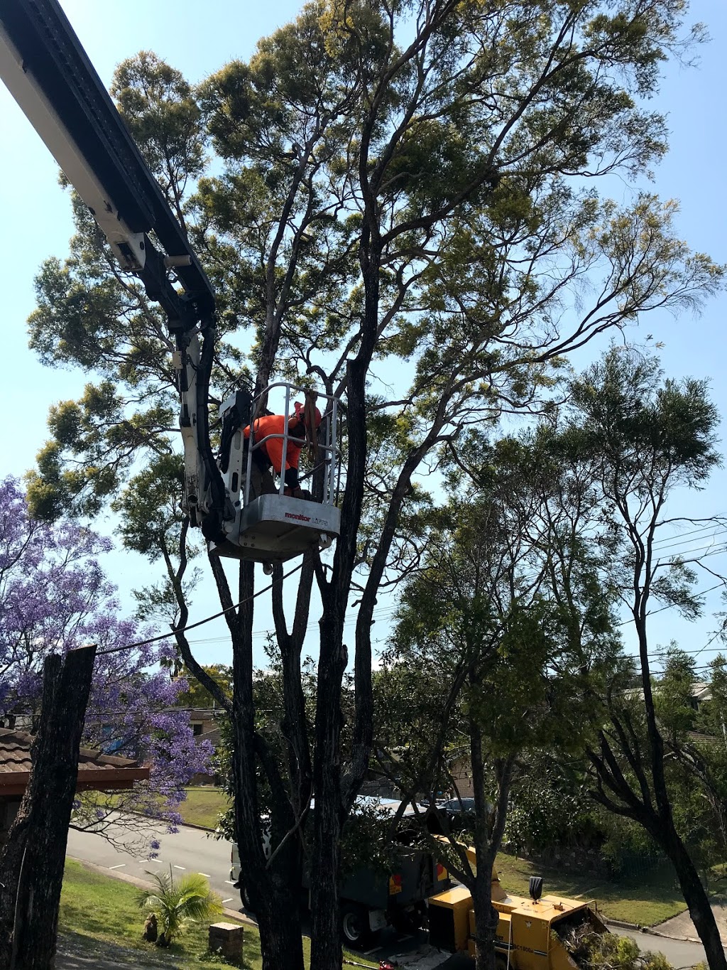 Boss Tree Services - Brisbane Tree Maintenance & Removals | 59-61 Granger Rd, Park Ridge QLD 4125, Australia | Phone: (07) 3133 3199