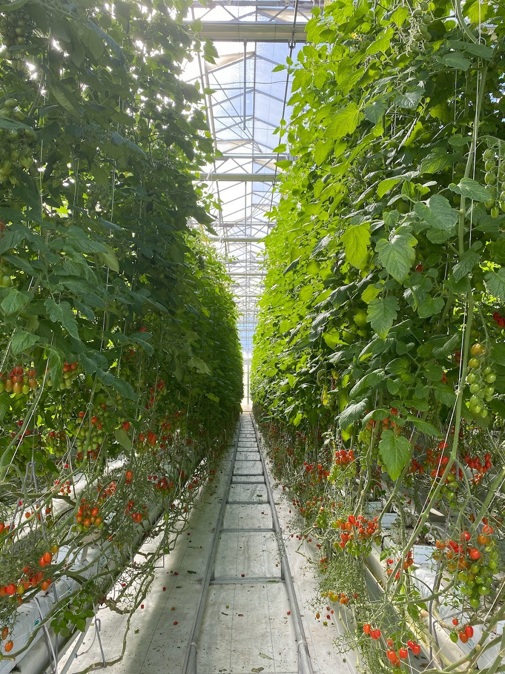 Allegro Farm | 12 Archer Rd, Spring Creek QLD 4343, Australia | Phone: 0403 245 522