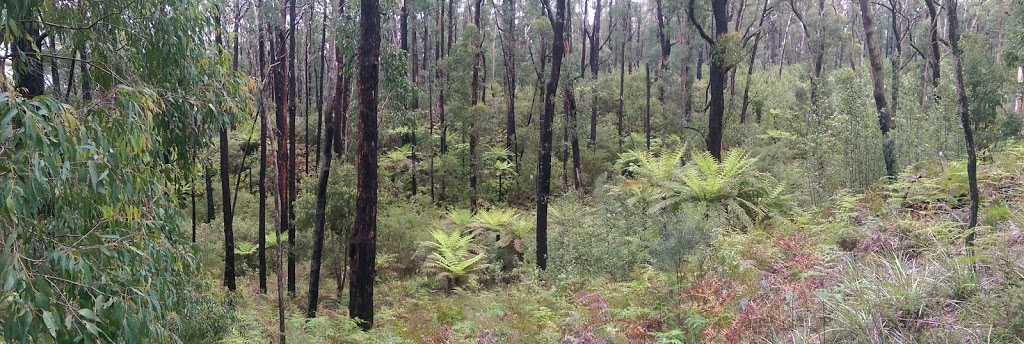 Lyrebird Forest Walk Carpark | Unnamed Road, Mirboo North VIC 3871, Australia