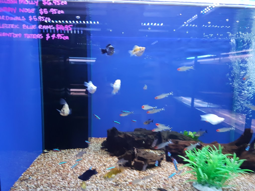 Aquarium Factory Outlet | pet store | 117-119 McDougall St, Wilsonton QLD 4350, Australia | 0746349455 OR +61 7 4634 9455