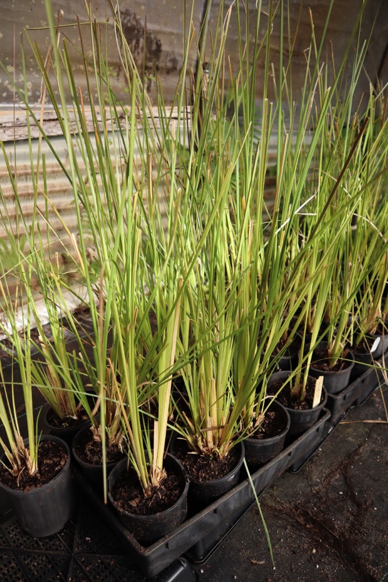 Crystal Nursery | Crooks Valley Rd, Crystal Creek NSW 2484, Australia | Phone: 0487 393 831