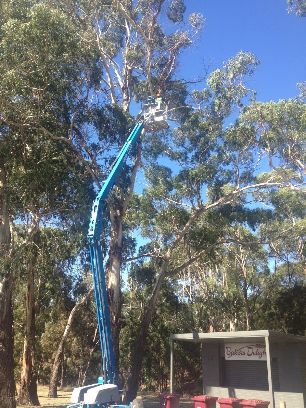 Central Tree Care | 18 Palmer St, Romsey VIC 3434, Australia | Phone: 0409 023 282