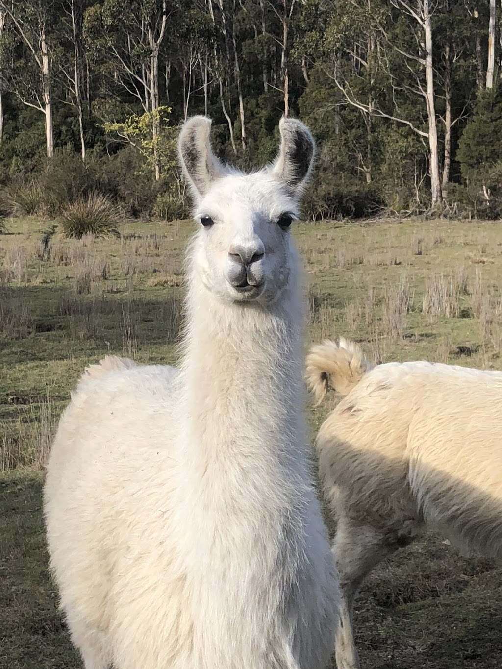 Llama Farma | 140 Christmas Hills Rd, Elizabeth Town TAS 7304, Australia | Phone: 0456 081 943