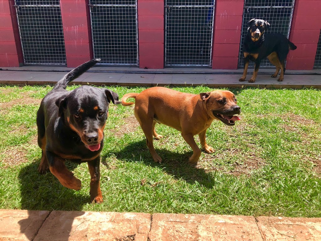 Coltrandi Pet Boarding & Training Centre | 694 Grassdale Rd, Gumdale QLD 4154, Australia | Phone: (07) 3245 3411