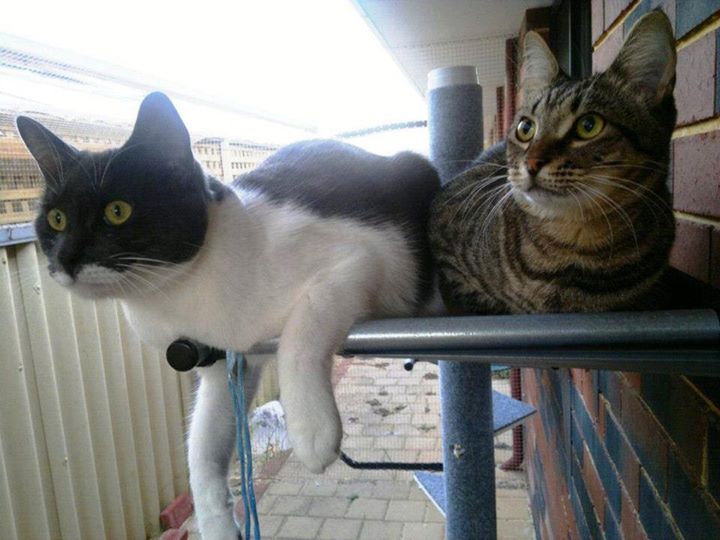 Cat Max Clear Net Enclosures | 318D Lenah Valley Rd, Lenah Valley TAS 7008, Australia | Phone: 1300 306 605