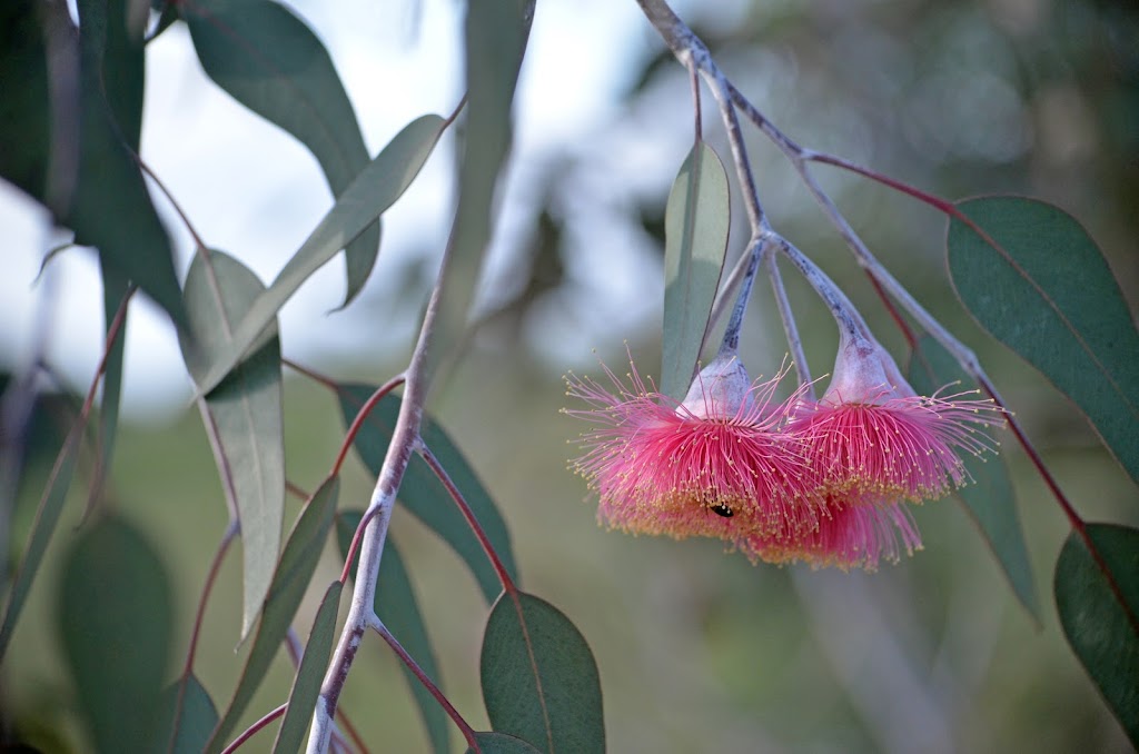 Indigo Psychology Centre | 10b Diffey Rd, Beechworth VIC 3747, Australia | Phone: 0434 871 152