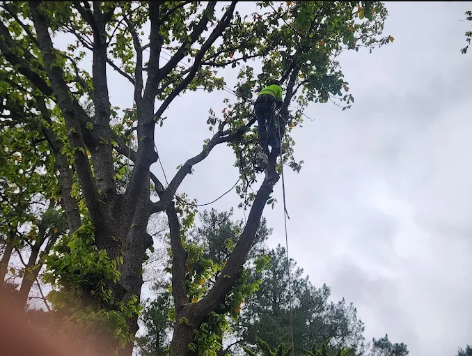 Woodstock Tree & Stump Removal | 47 Killara Rd, Coldstream VIC 3770, Australia | Phone: 0429 856 255