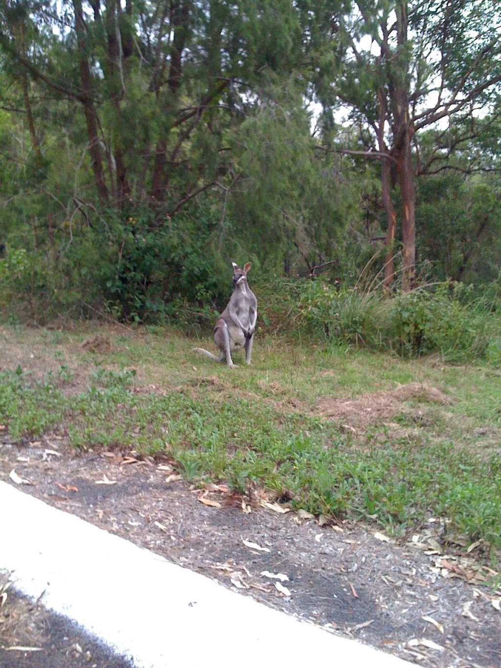 Lamington National Park - Green Mountains Section | park | Lamington National Park Rd, Binna Burra QLD 4211, Australia