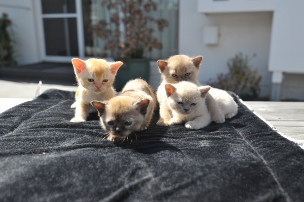 Warbo Burmese Kittens For Sale Cattery | 3119 Beechmont Rd, Witheren QLD 4275, Australia | Phone: 0411 863 880