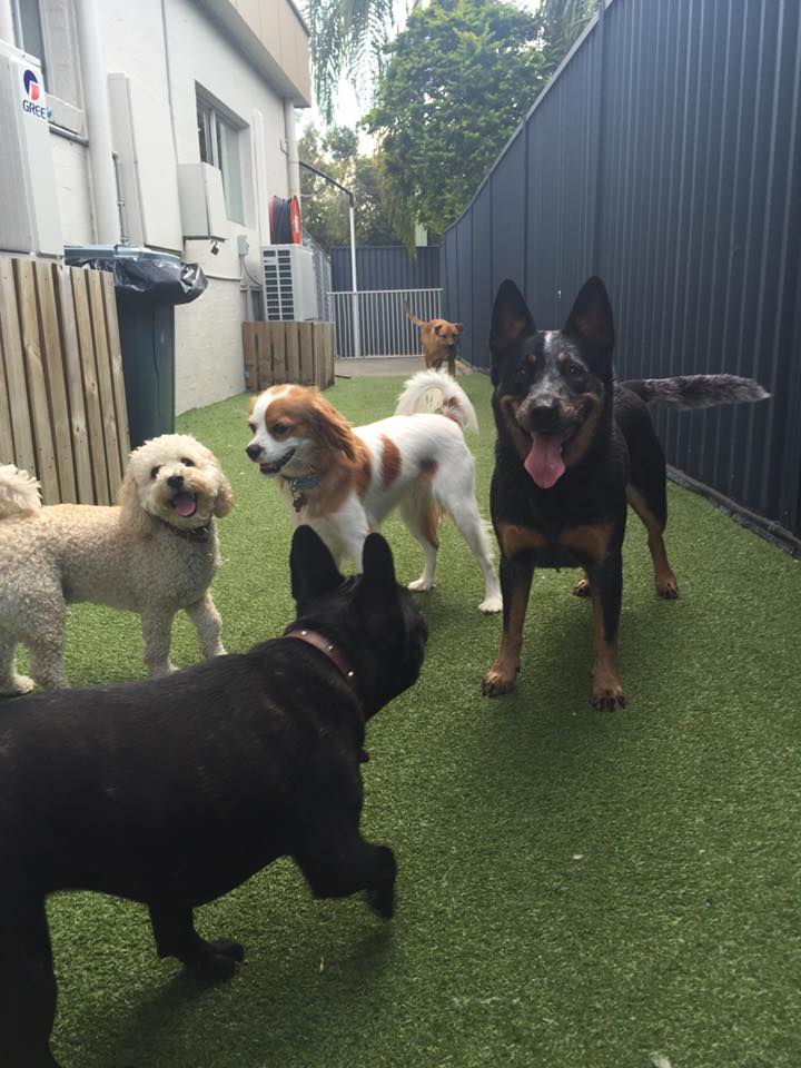 The Dog Emporium |  | 49 Cypress Dr, Broadbeach Waters QLD 4218, Australia | 0755752200 OR +61 7 5575 2200