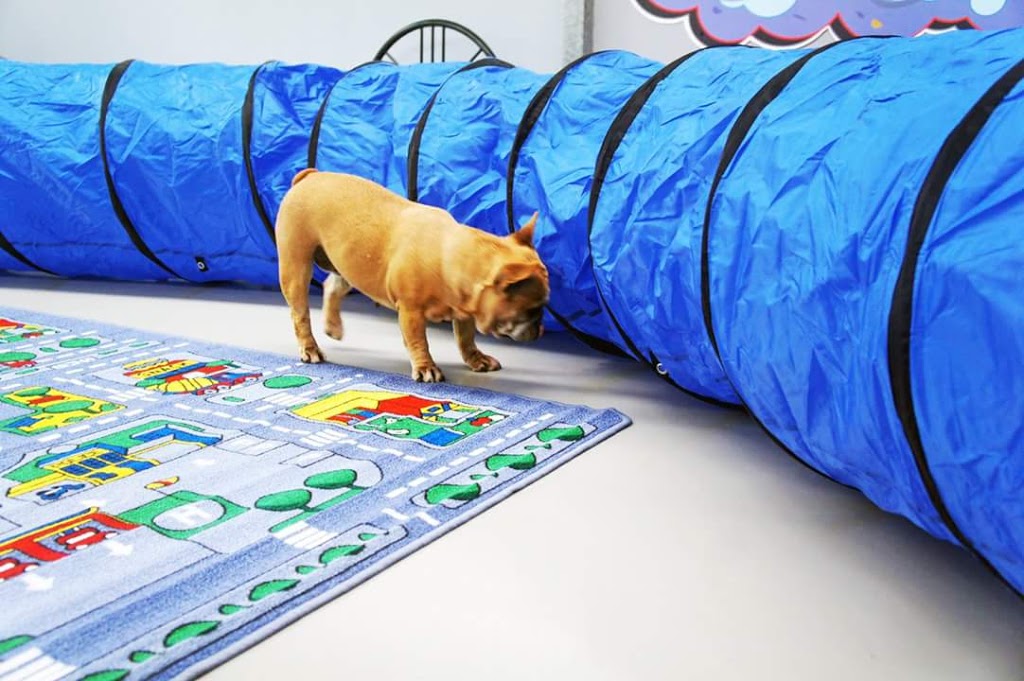 K9 Day Care Victor Harbor | 4 Trade Ct, Hindmarsh Valley SA 5211, Australia | Phone: (08) 8552 3251