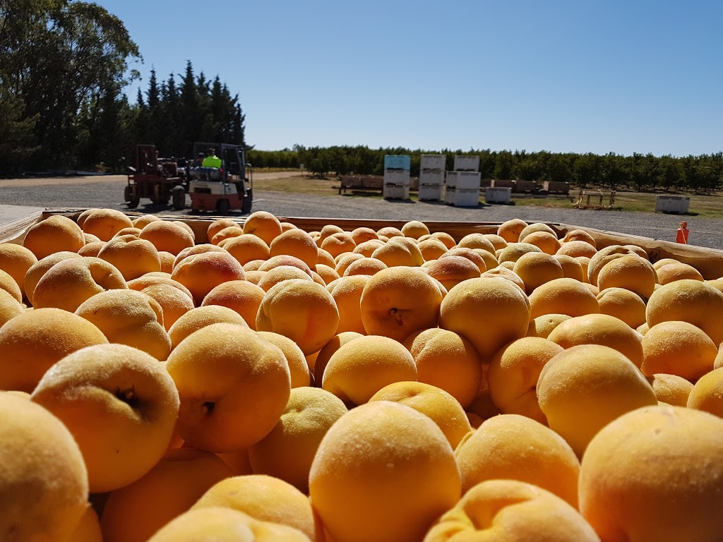 Manto Produce | 293 Campbell Rd, Cobram VIC 3644, Australia | Phone: 0408 174 466