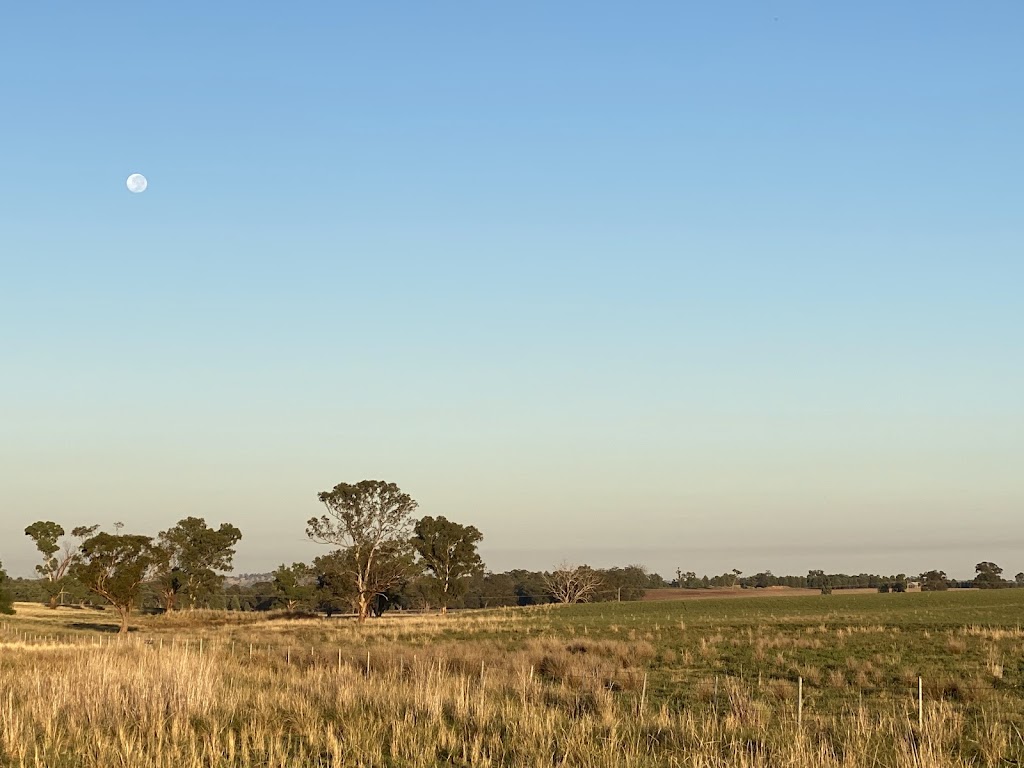 Marocara Dorsets | Wongarbon River Rd, Wongarbon NSW 2831, Australia | Phone: 0428 878 221