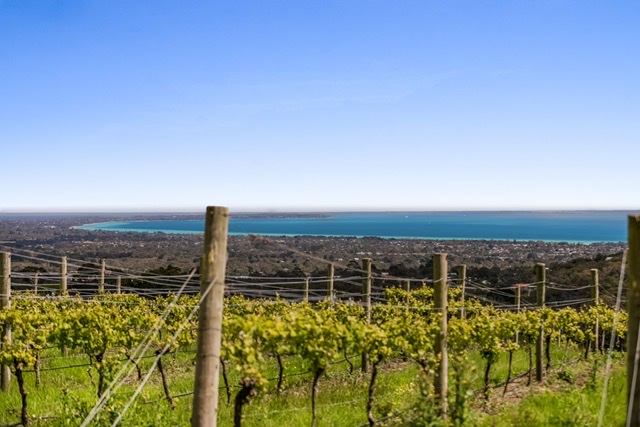 Blue Range Estate Wines | tourist attraction | 155 Gardens Rd, Rosebud VIC 3939, Australia | 0359866560 OR +61 3 5986 6560