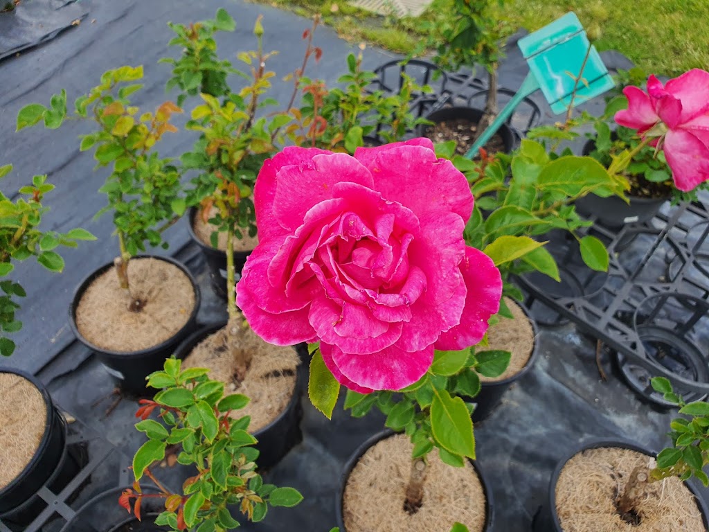 Green E Roses | 400-402 Galston Rd, Galston NSW 2159, Australia | Phone: (02) 9653 1745