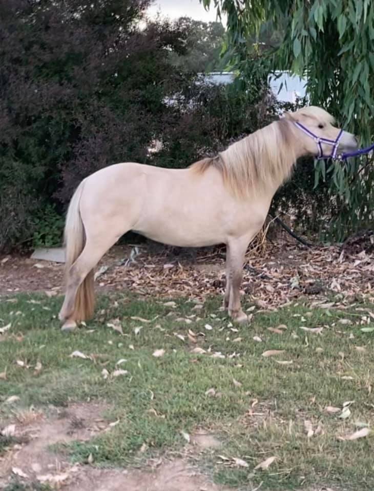 Lilliput Park & Wangaratta Equine Therapy | 44 Fisher Ln, East Wangaratta VIC 3678, Australia | Phone: 0438 564 099