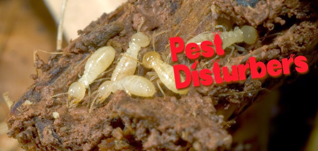 Pest Disturbers PTY LTD | home goods store | 26 George St, Ashwood VIC 3147, Australia | 1800422482 OR +61 1800 422 482