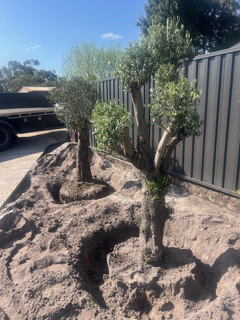 Palm Sale | Cannons Creek Rd, Cannons Creek VIC 3977, Australia | Phone: 0409 147 918