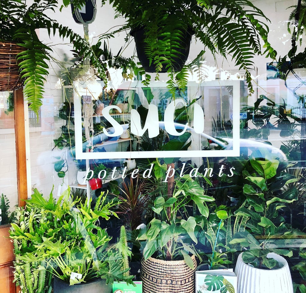 Suci Potted Plants | home goods store | shop 4/89 Goodwood Rd, Goodwood SA 5034, Australia | 0414241970 OR +61 414 241 970