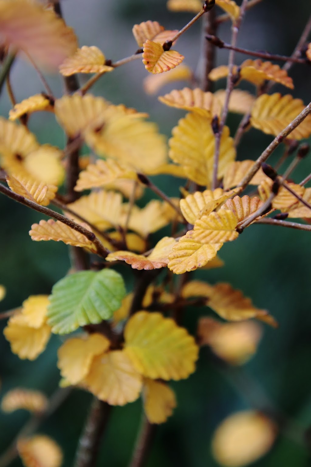 Habitat Plants |  | 240 Jones Rd, Liffey TAS 7301, Australia | 0363973400 OR +61 3 6397 3400