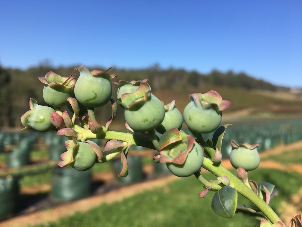 The Blueberry Farm |  | 151 Aldersyde Rd, Piesse Brook WA 6076, Australia | 0407777663 OR +61 407 777 663