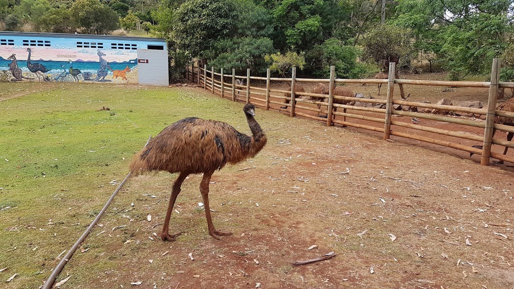 Cooberrie Park Wildlife Sanctuary | 9 Stones Rd, Cooberrie QLD 4703, Australia | Phone: (07) 4939 7590