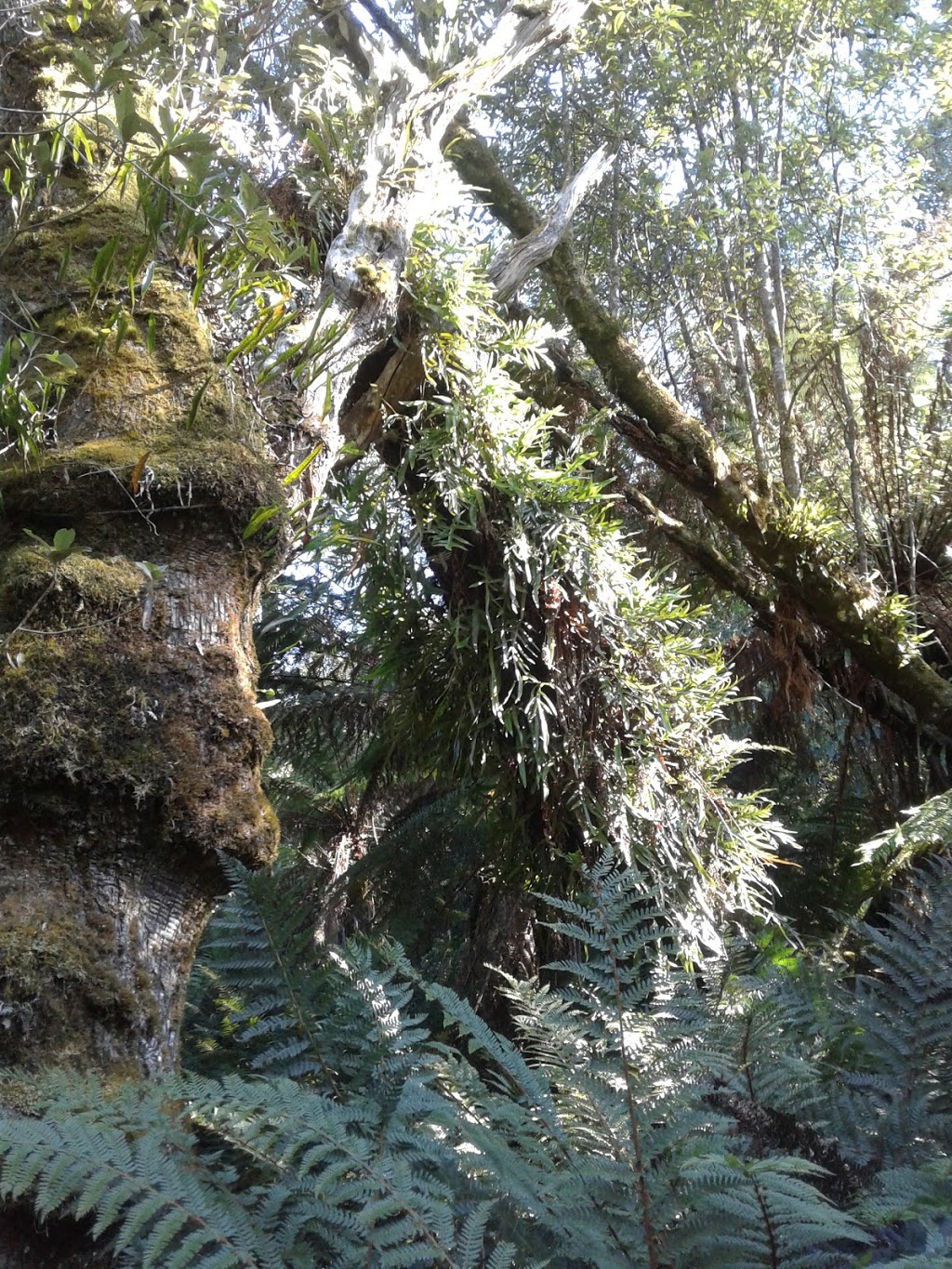 Notley Fern Gorge State Reserve | Notley Gorge Rd, Notley Hills TAS 7275, Australia | Phone: 1300 827 727