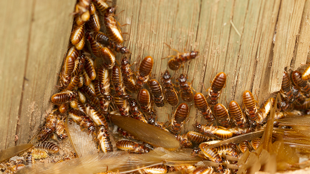 Just Termites | 43 Greenaway St, Bulleen VIC 3105, Australia | Phone: 1800 737 807