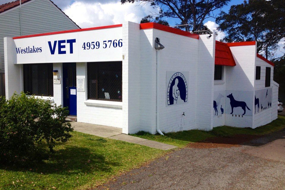 Westlakes Veterinary Hospital | 1 Bay Rd, Fennell Bay NSW 2283, Australia | Phone: (02) 4959 5766