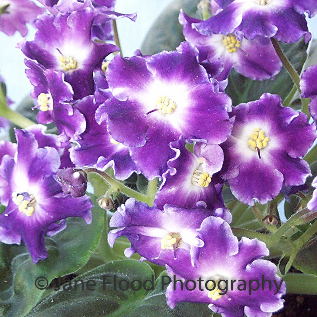 Janes African Violets | 18 Homestead Dr, Wauchope NSW 2446, Australia | Phone: (02) 6585 2683