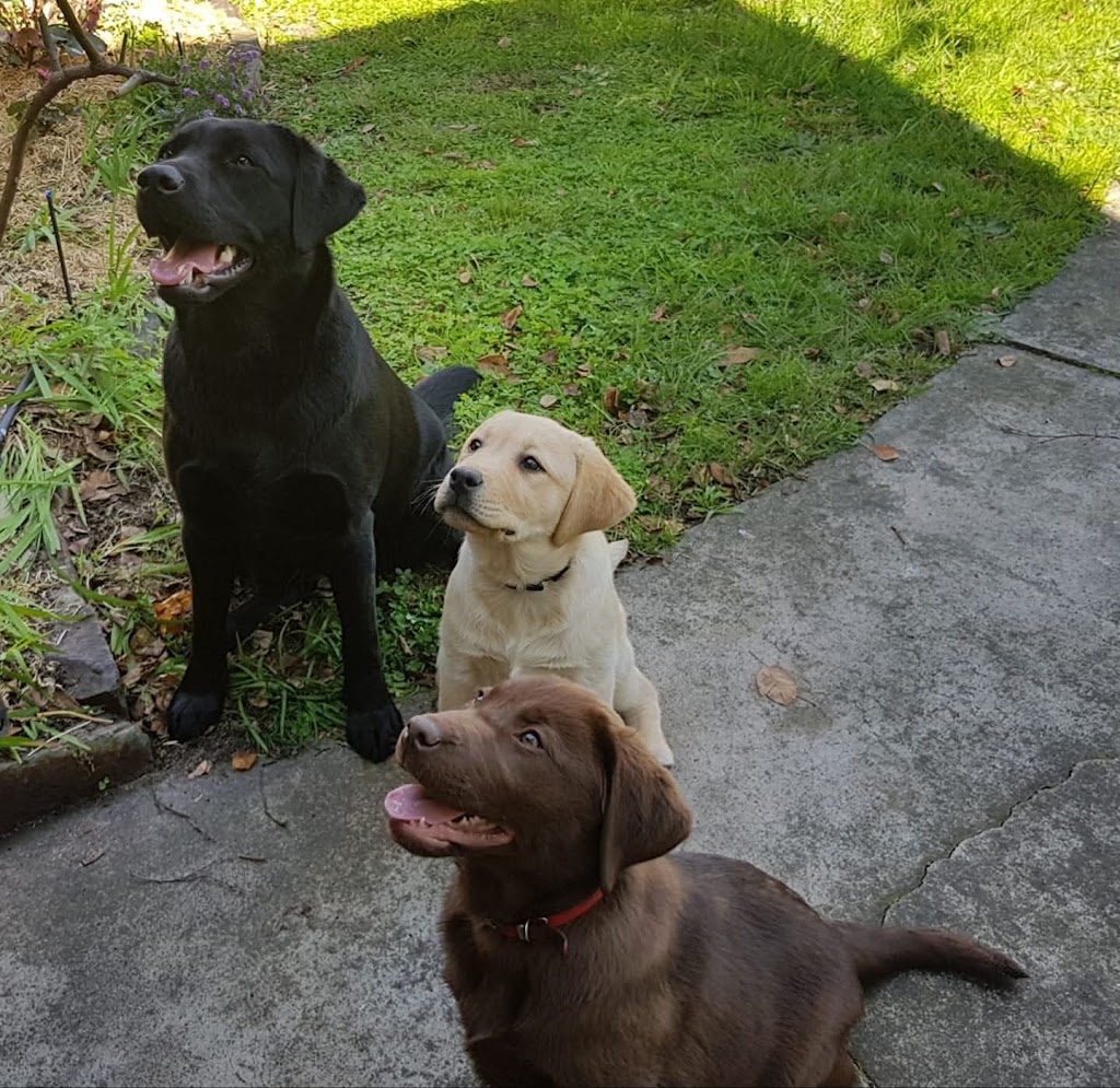 Amaiore Labrador Retrievers | 420 Dairy Creek Rd, Homewood VIC 3717, Australia | Phone: 0499 858 994