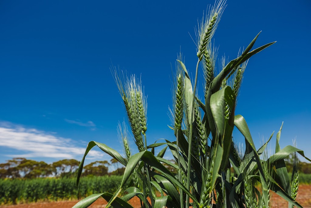 CSBP Merredin Depot | 1/14994 Goldfields Rd, Merredin WA 6415, Australia | Phone: (08) 9041 1265