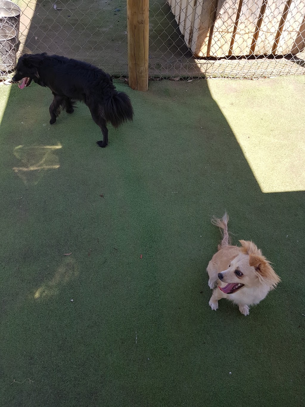 DREWSDALE BOARDING KENNELS | 85 St Andrews Dr, Lara VIC 3212, Australia | Phone: 0417 128 651