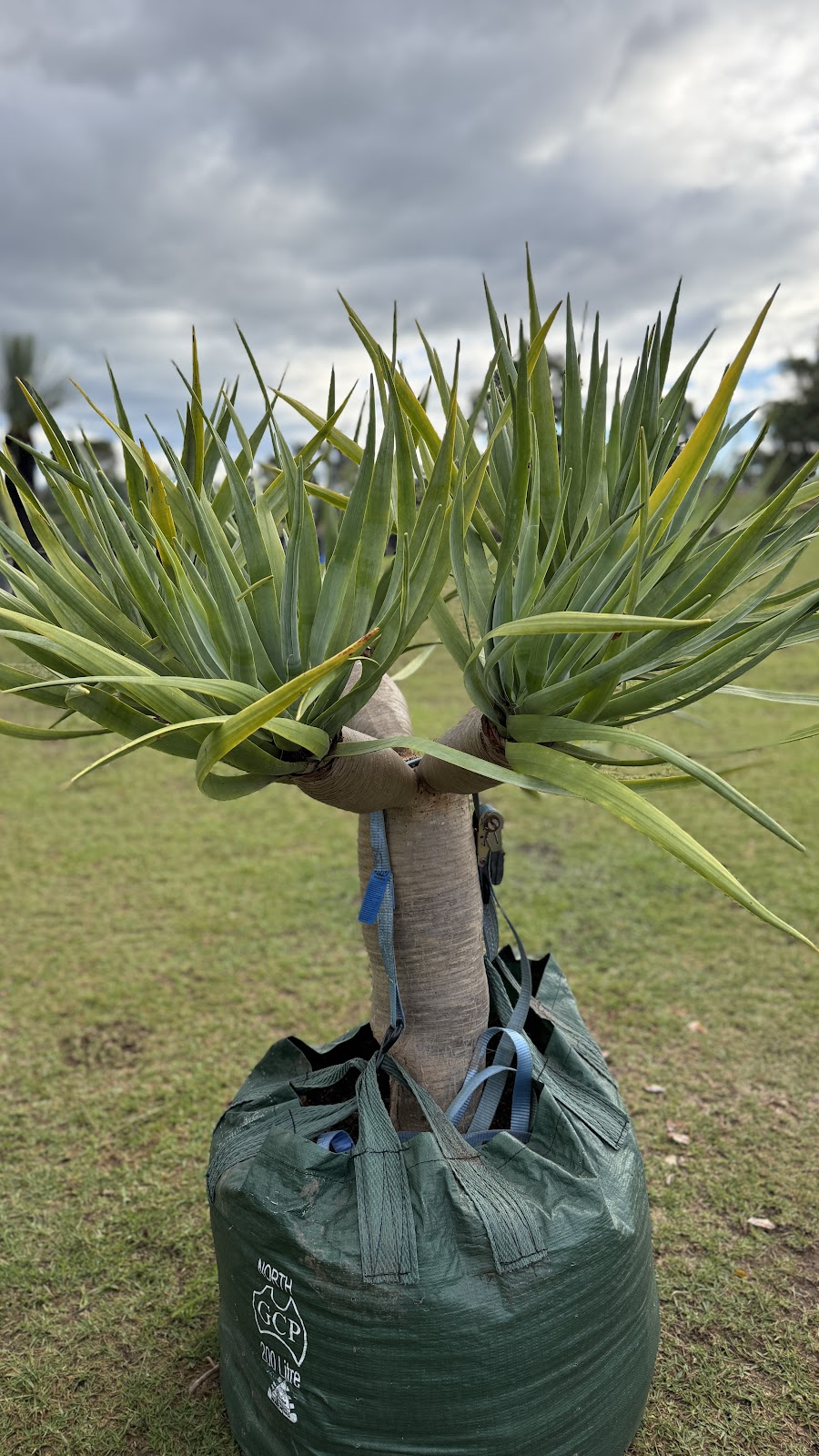 Tropical Living Nursery | 470 Menangle Rd, Menangle NSW 2568, Australia | Phone: 0423 253 500