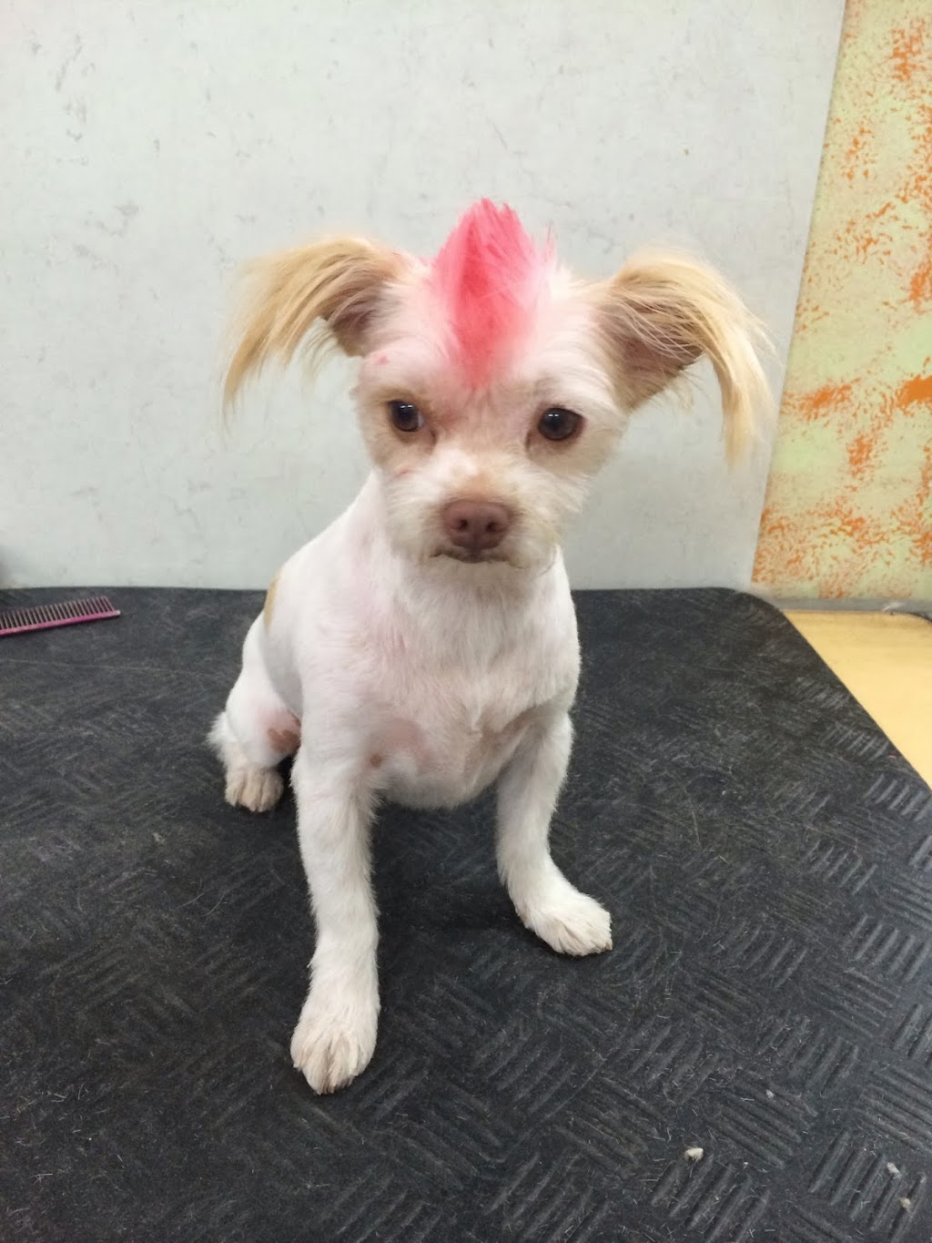 Totally Clips Pet Styling Salon | 36 Scotland St, Bundaberg Central QLD 4670, Australia | Phone: (07) 4151 1248