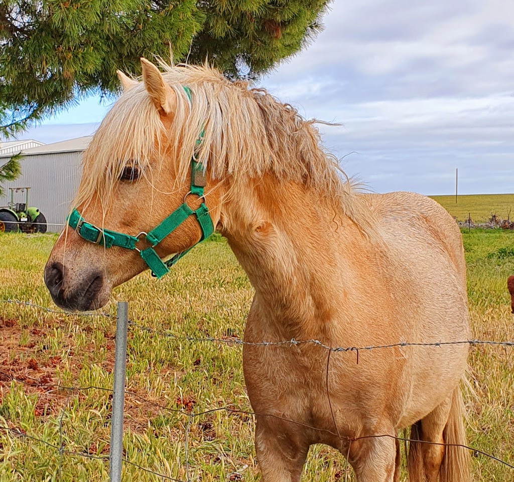 Allenmore Stud. Riding Ponies & Thoroughbreds | Yarrock Rd, Kaniva VIC 3419, Australia | Phone: (03) 5392 2551