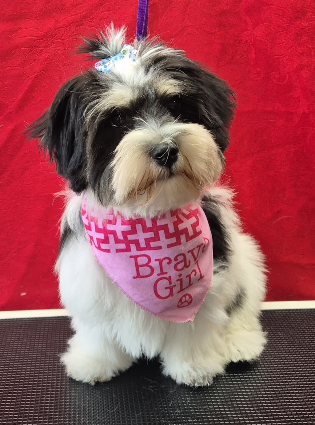 Emmas Puppy Parlour | 48A Stewards Dr, Stream Hill NSW 2526, Australia | Phone: 0414 249 707