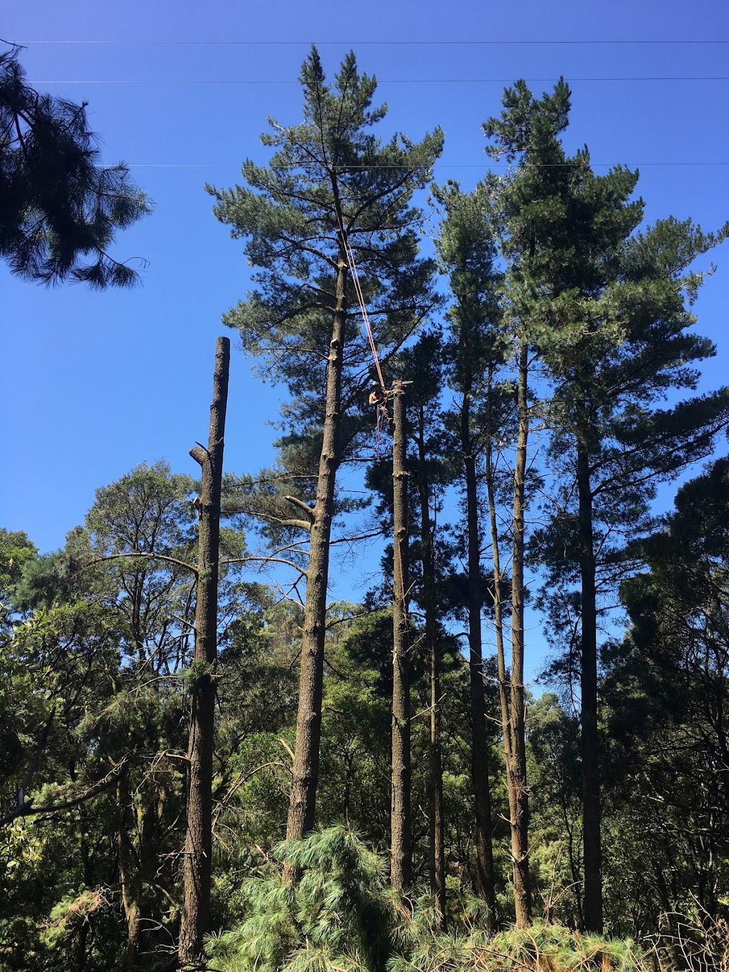 Ridge Tree Services | 2-6 Great Ocean Rd, Lavers Hill VIC 3238, Australia | Phone: 0475 635 016